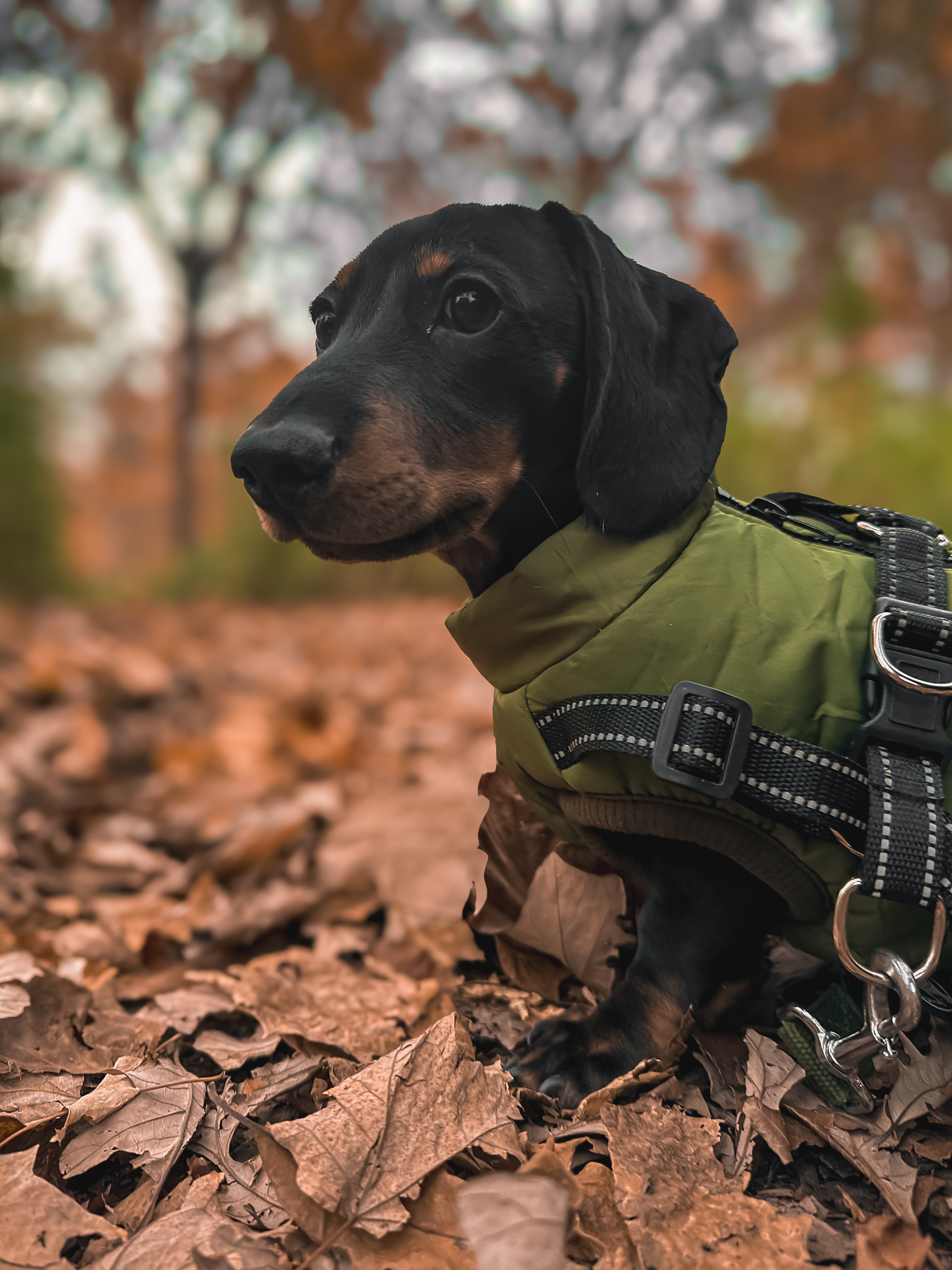 Dachshund in fall